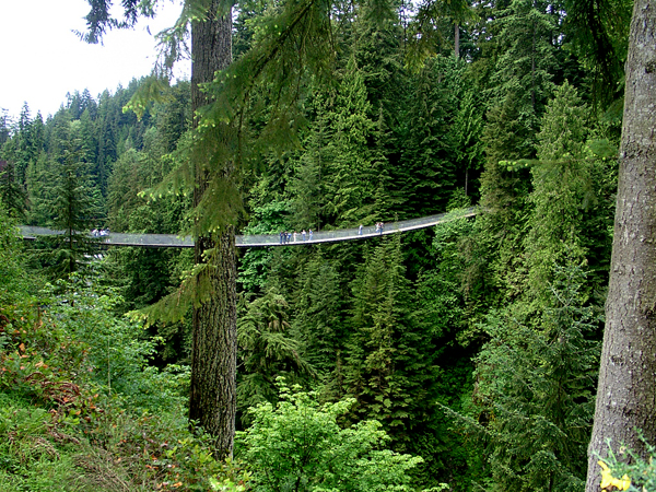 Treetops Adventure